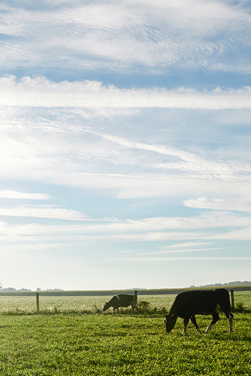 Grazing cattle