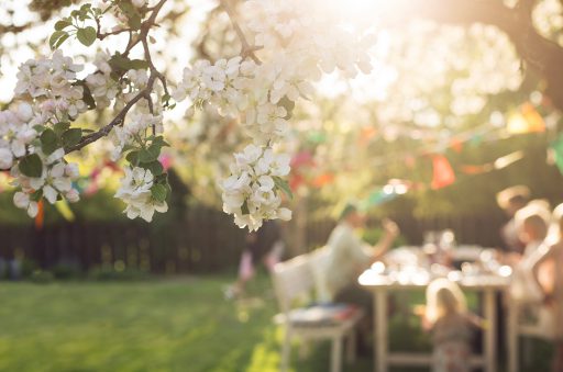 A tree branch with white flowers In focus. Outdoor dinner party In the background.