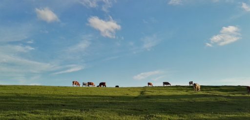 A meadow with cows